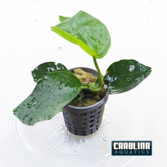 Anubias Barteri Round Leaf Potted