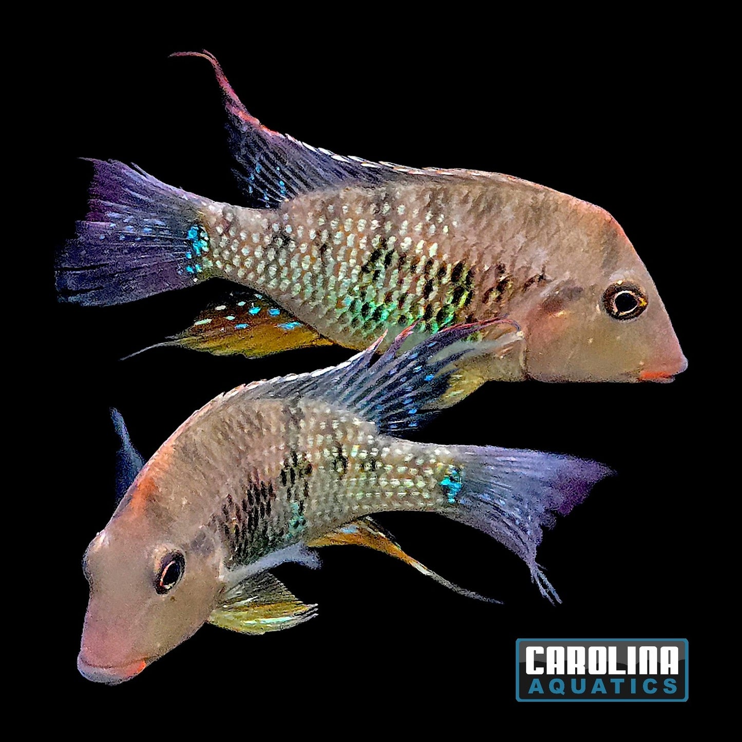 Cichlid - Eartheater Red Hump M/L