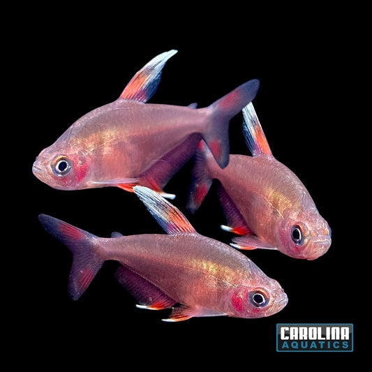 Tetra - Candy Cane HY511 Med
