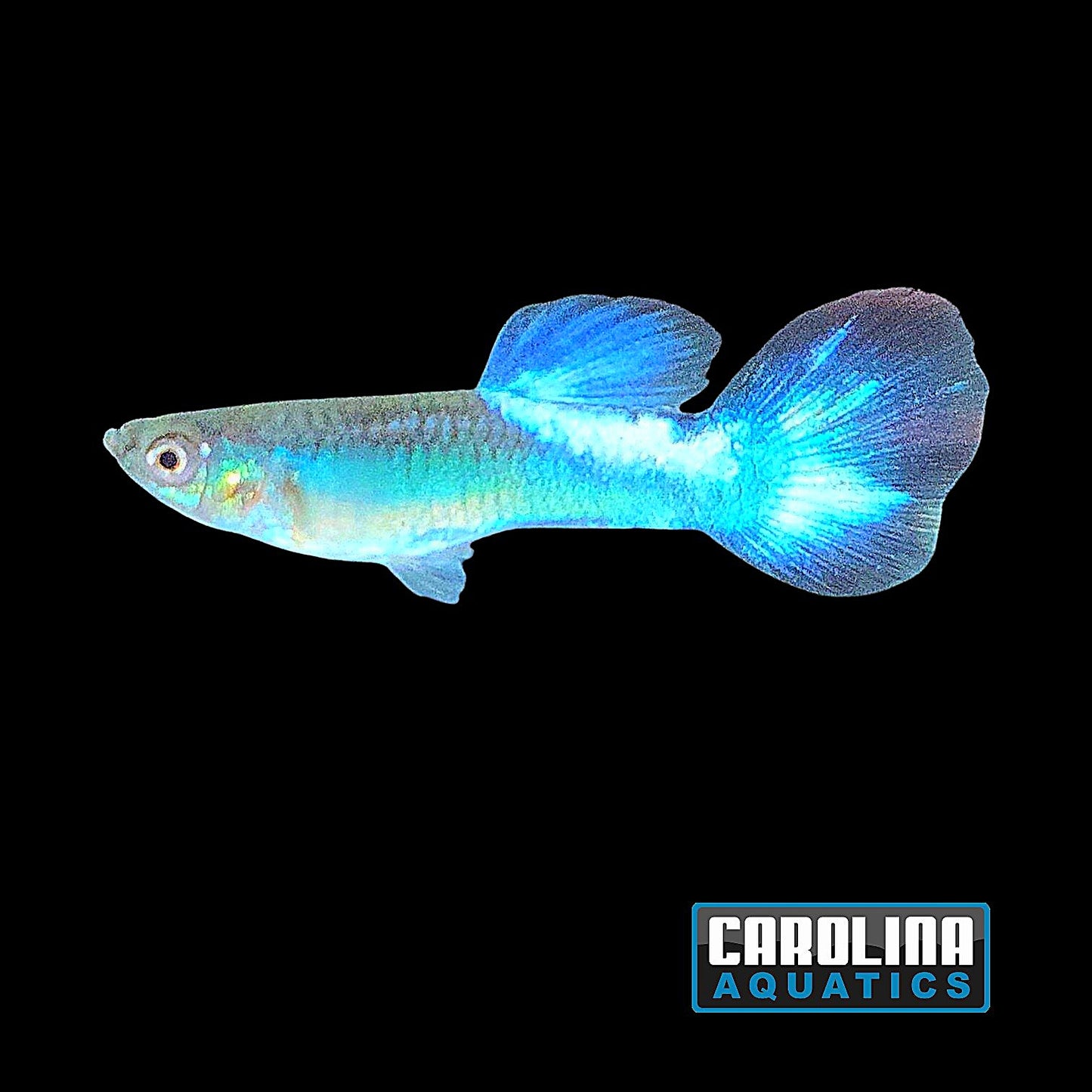 Guppy - Purple Butterfly