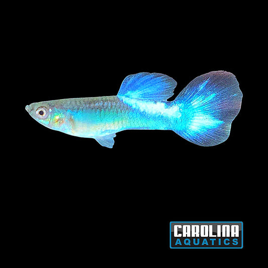 Guppy - Purple Butterfly