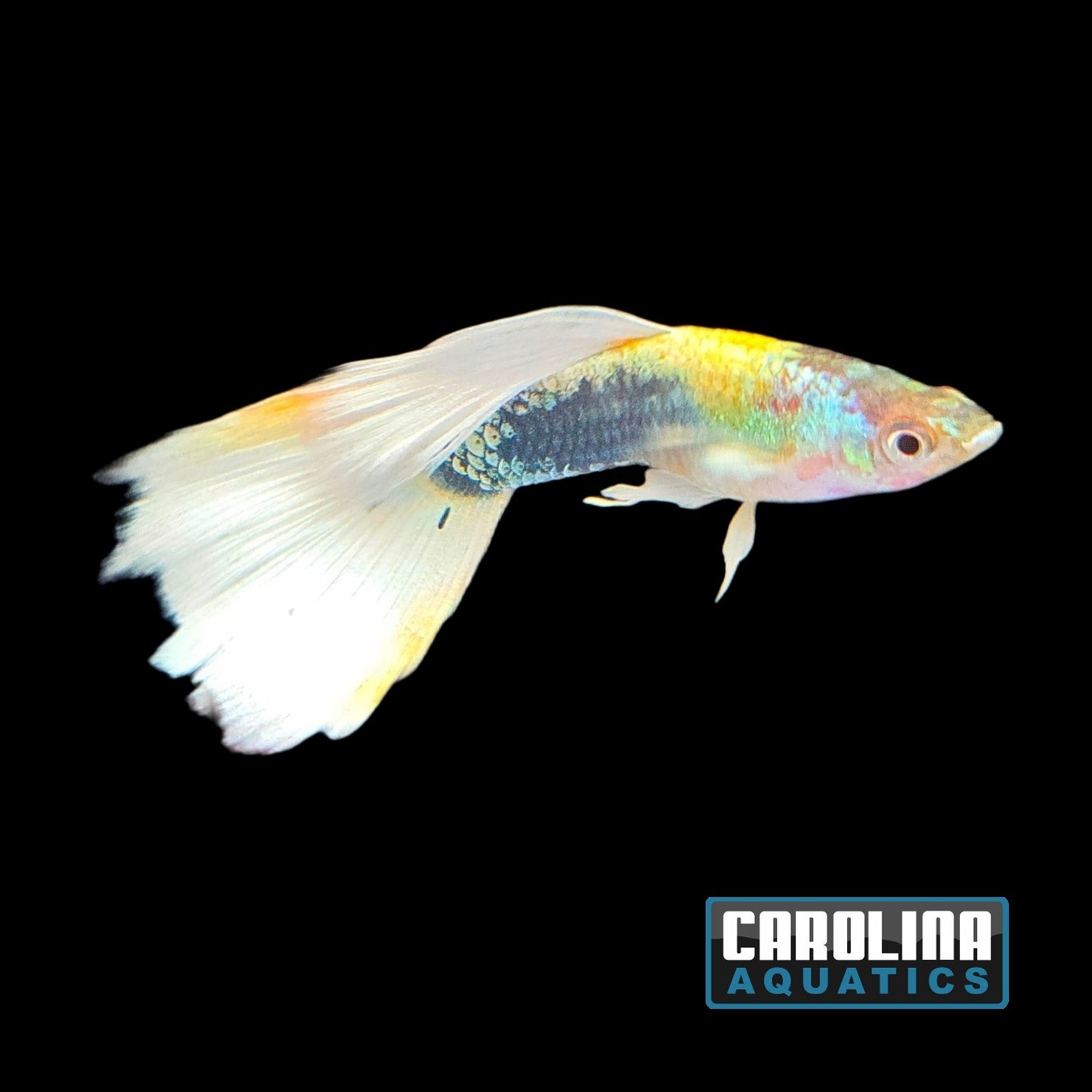 Guppy - German Yellow Tux