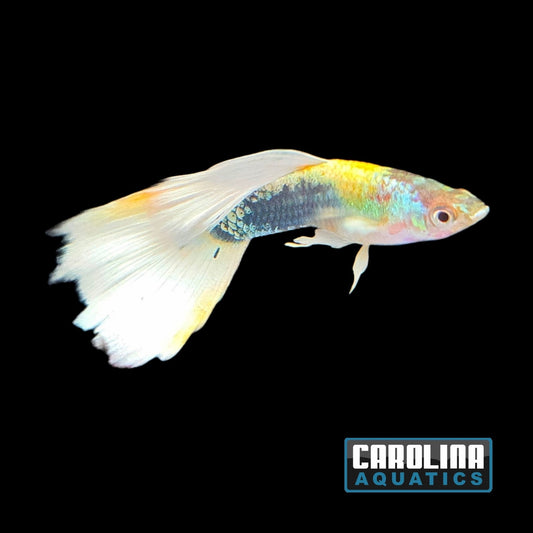 Guppy - German Yellow Tux