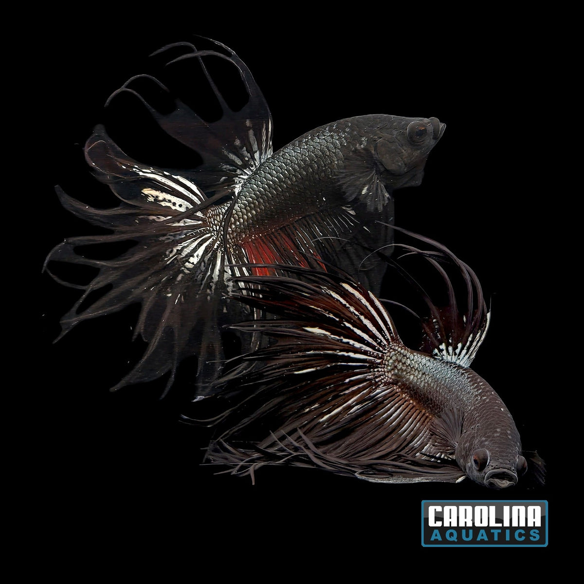 Betta - Crowntail Black Orchid