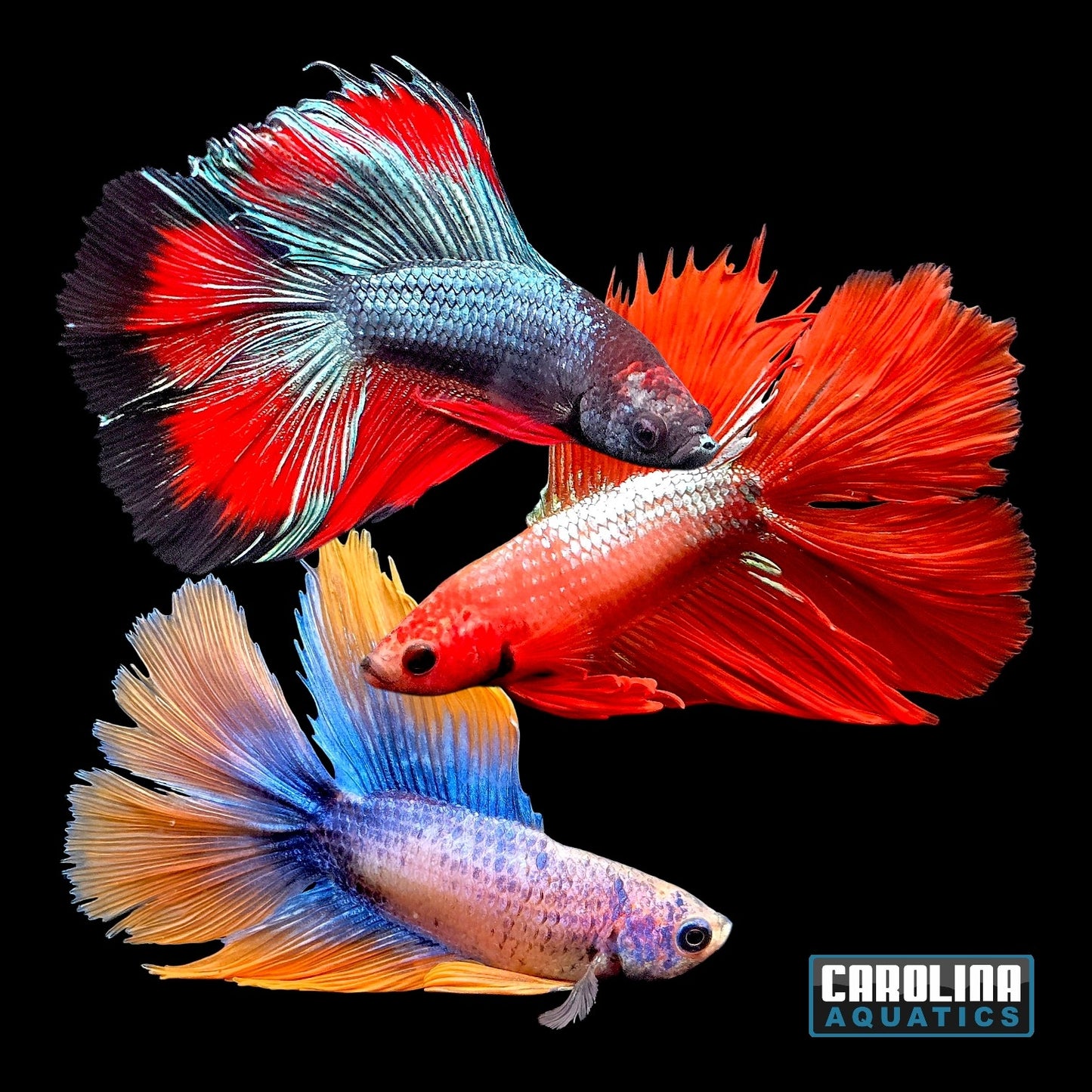 Betta - Double Tail Male