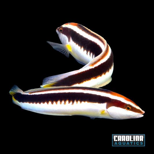 Wrasse - Coris Japanese