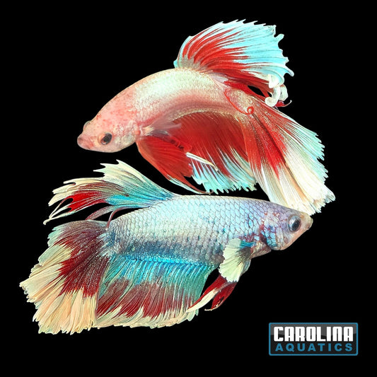Betta - Butterfly Halfmoon