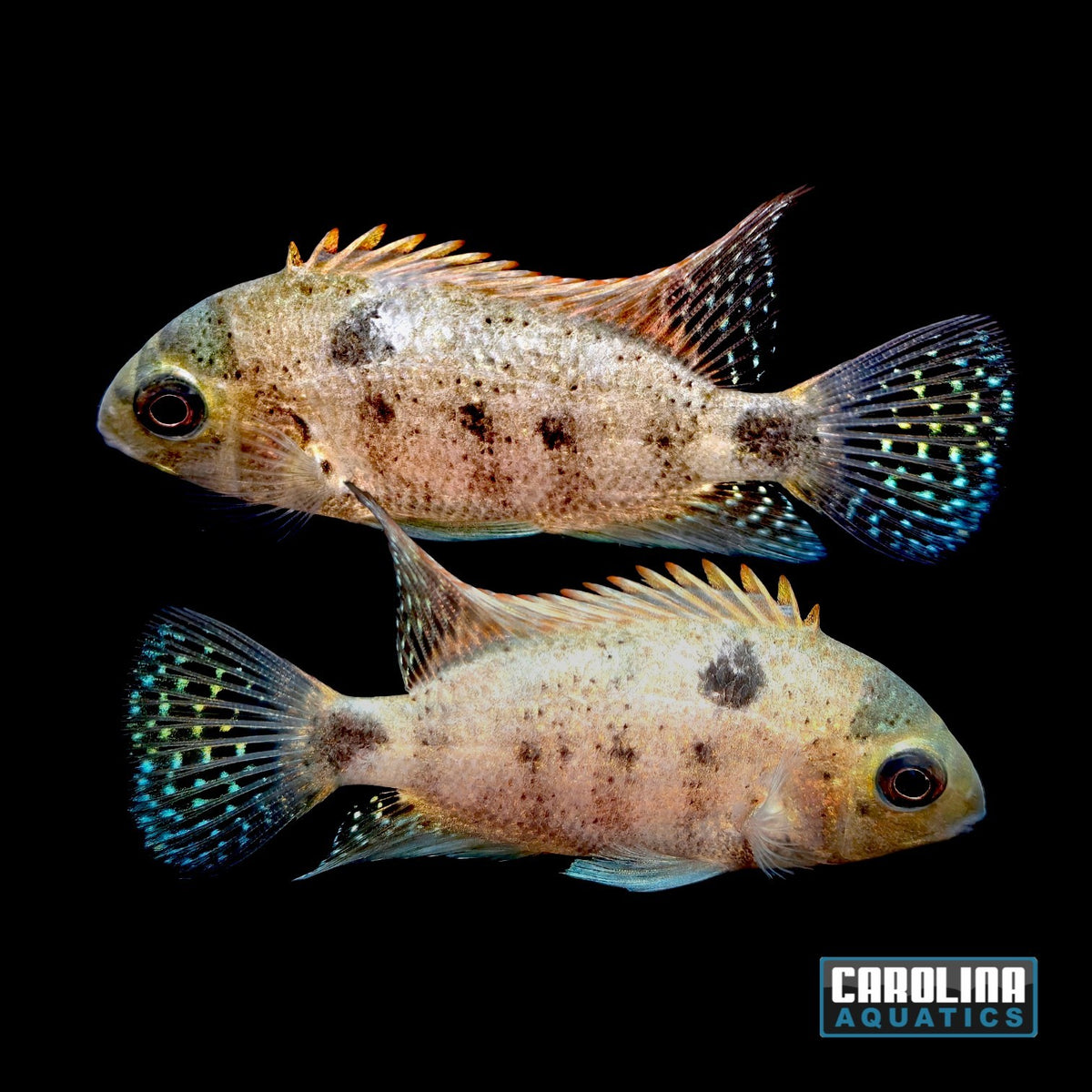 Cichlid - Silver Argentea 2.5