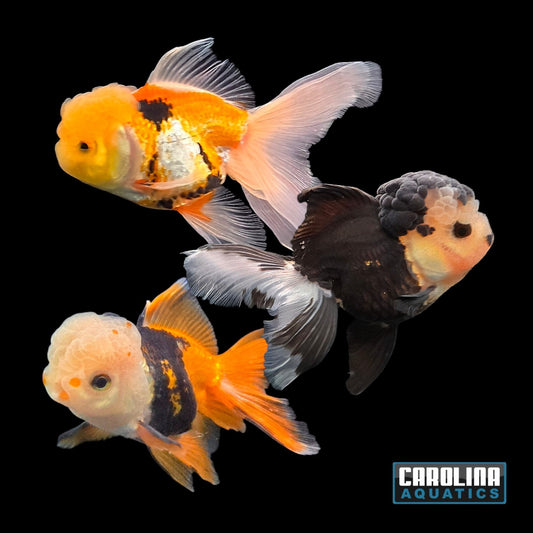 Goldfish - Oranda Thai Tricolor Molly 3-3.5in (High Quality)