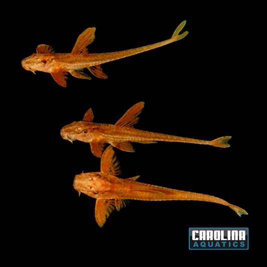 Catfish - Whiptail Red Lizard 1.5in