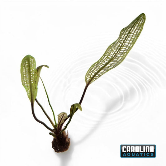 Madagascar Lace Bulb