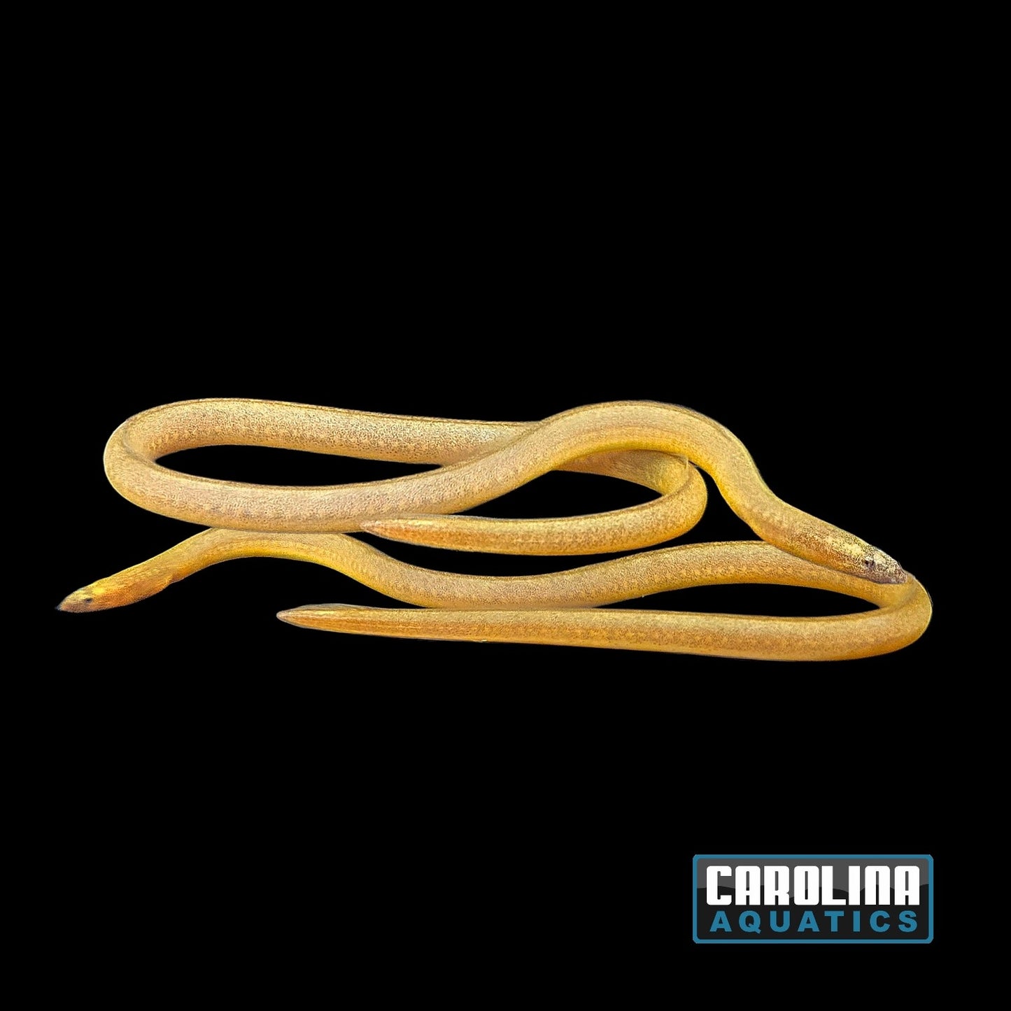 Misc - Eel Mindora Snake Med