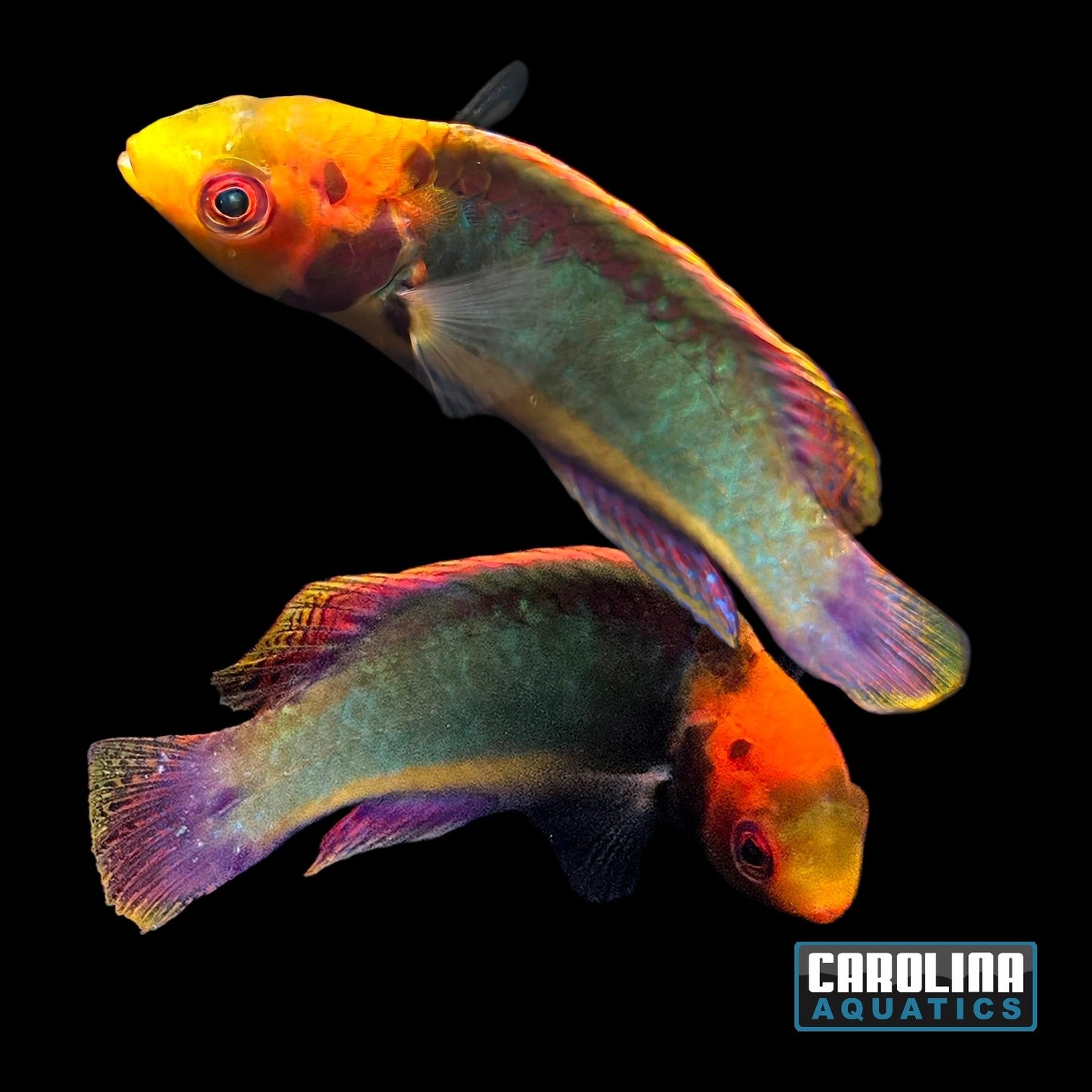 Wrasse - Fairy Solarensis