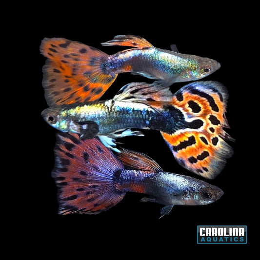 Guppy - Red Butterfly