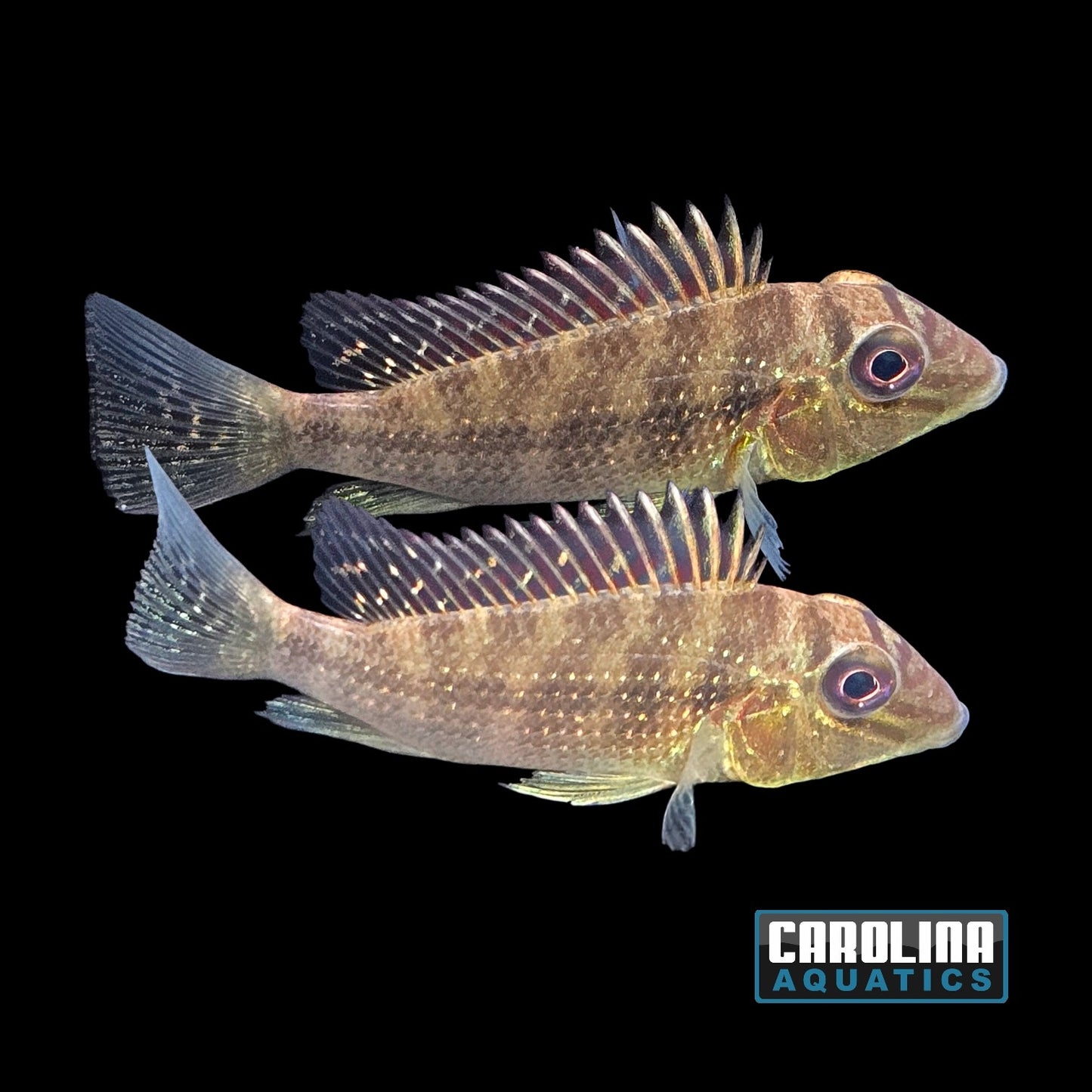 Cichlid - Fine Spotted Eartheater Sml