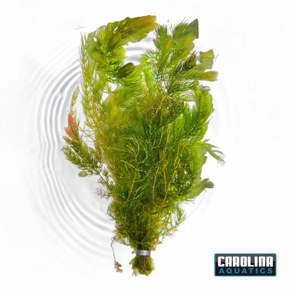 Hornwort