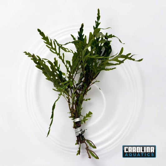 Hygrophila Pinnatifida