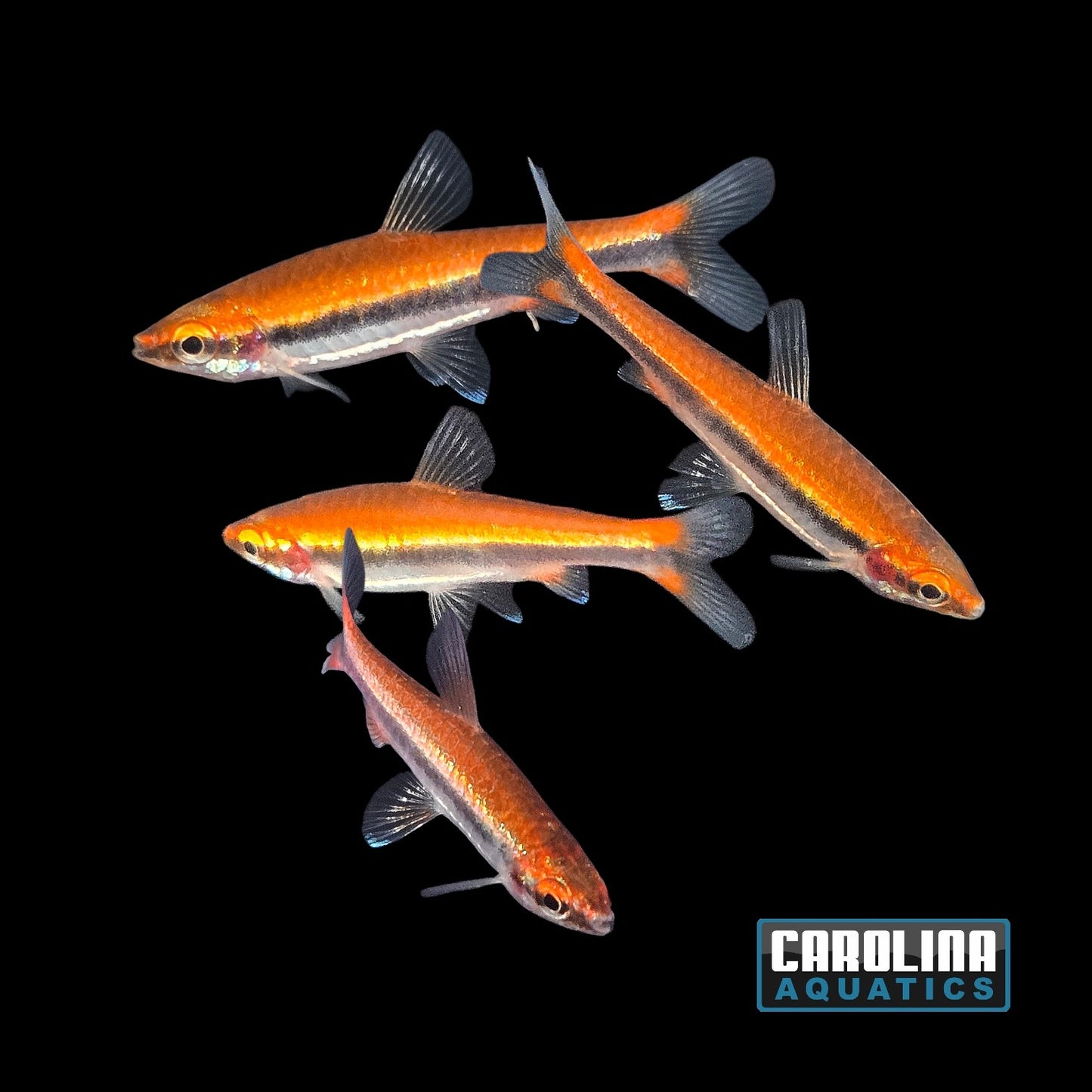 Misc - Pencilfish Red Beckford