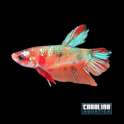 Betta - Galaxy Koi Male