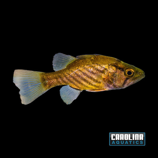Misc - Wichmanni Freshwater Cardinal 3-4.5in
