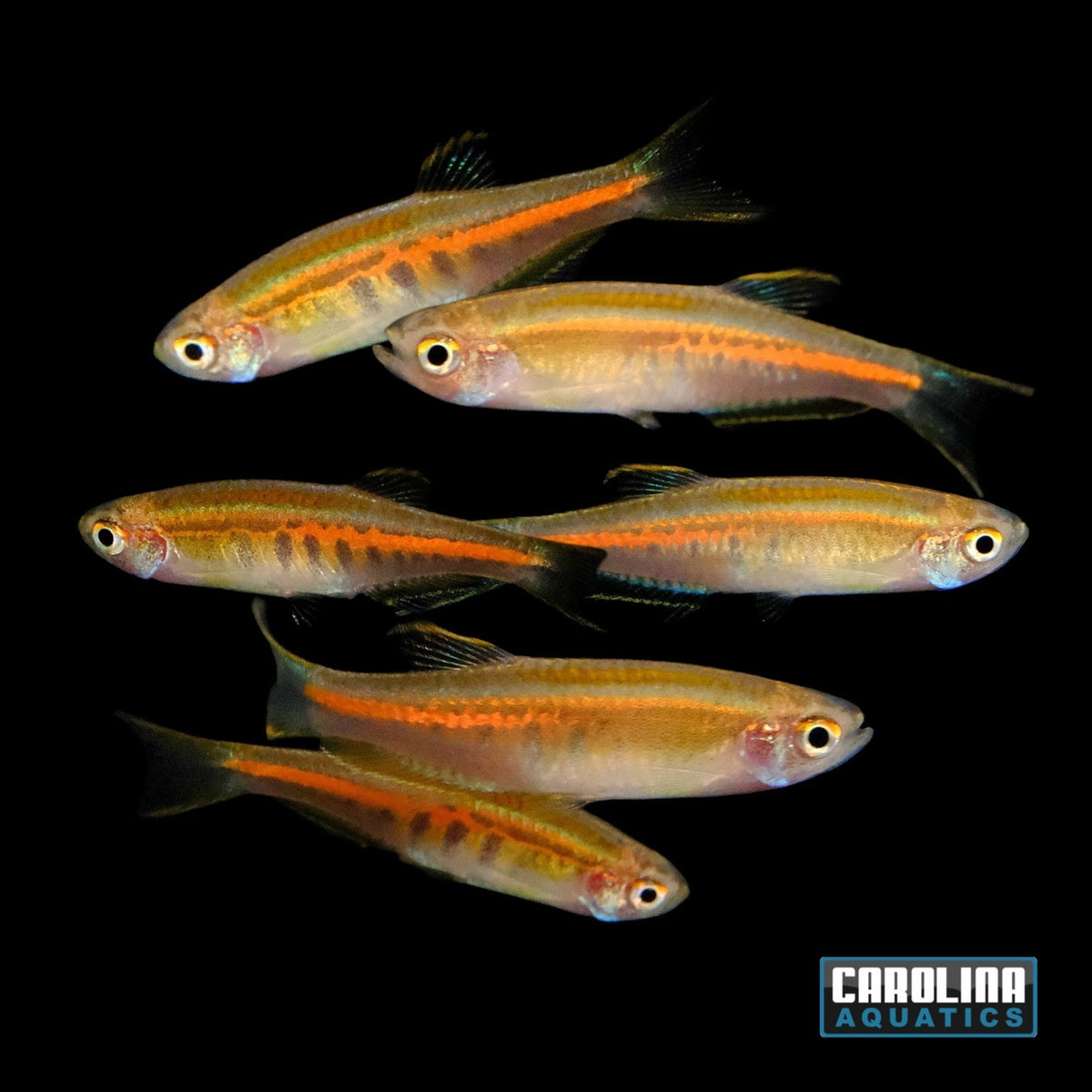Danio - Burmese Glowlight