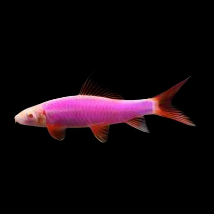 GloFish® - Shark Galactic Purple