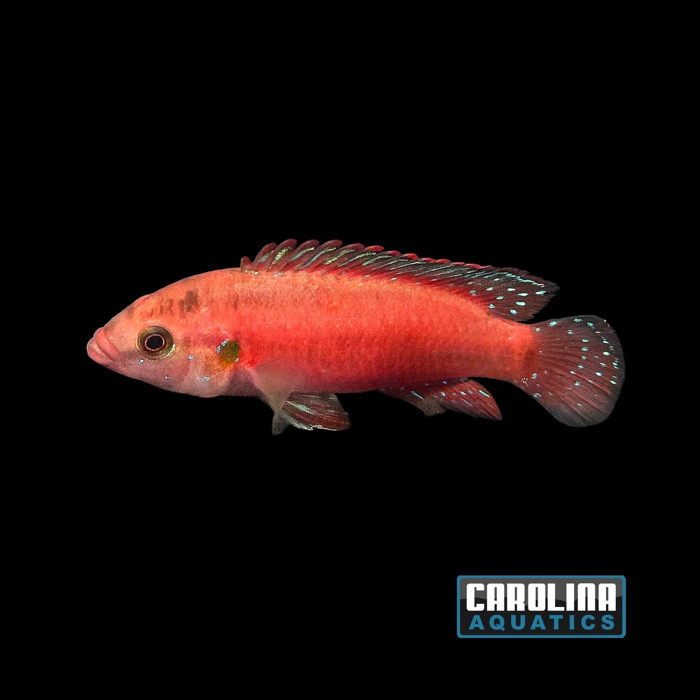 Cichlid - Turkana Jewel 2.5in