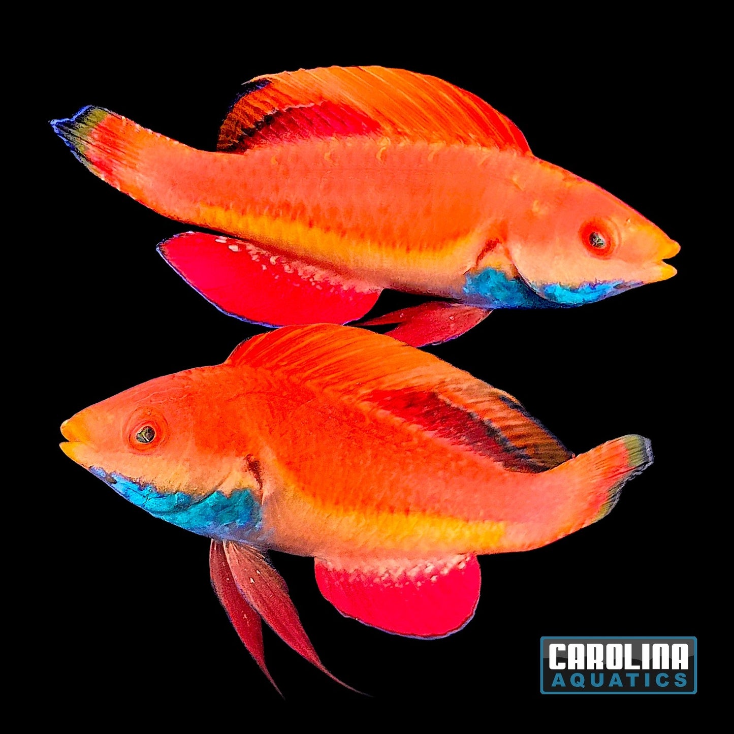 Wrasse - Fairy Sailfin