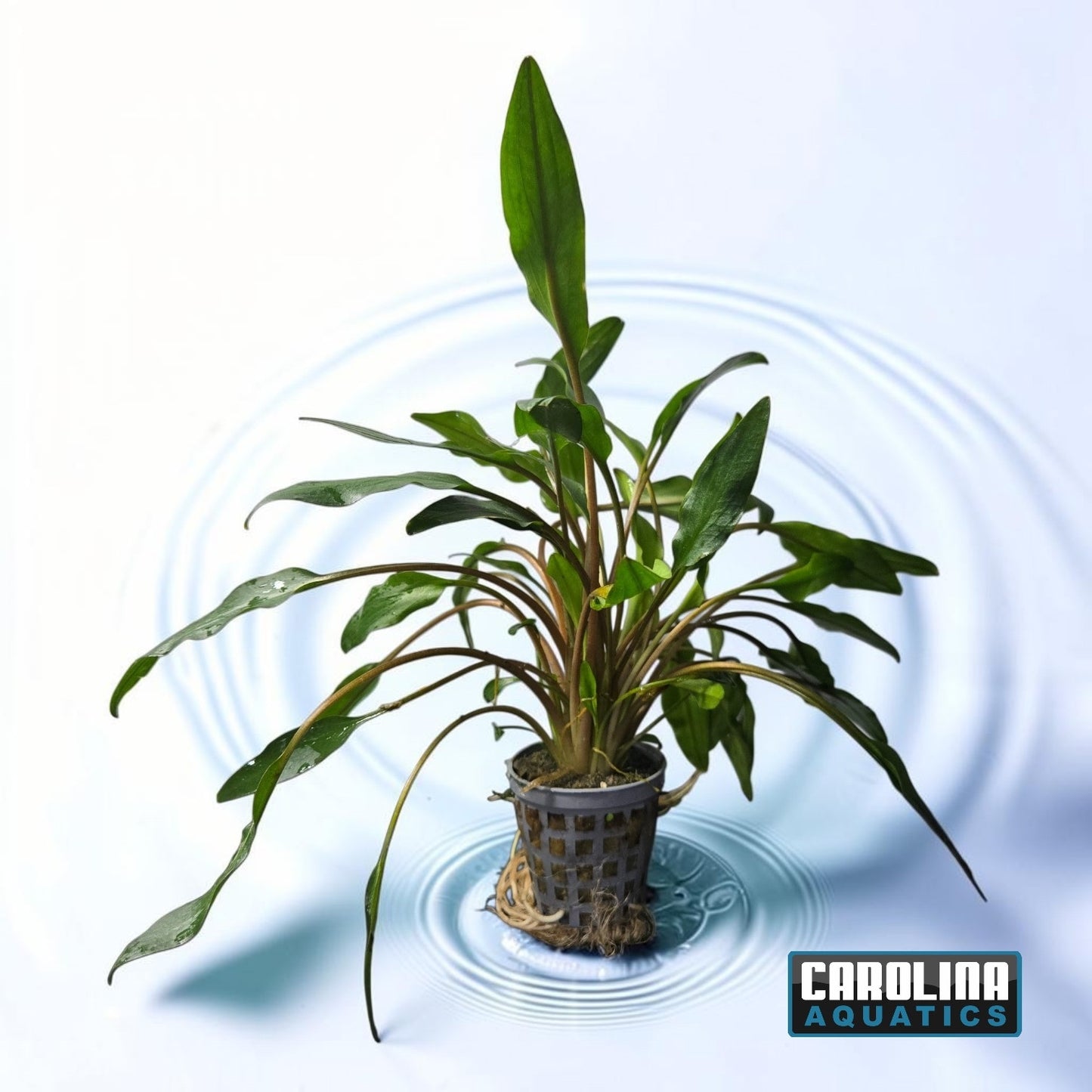 Crypt Lutea Potted