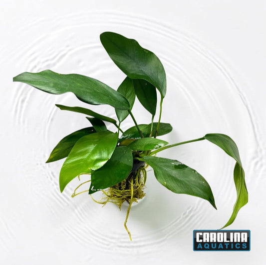 Anubias Nancon Potted