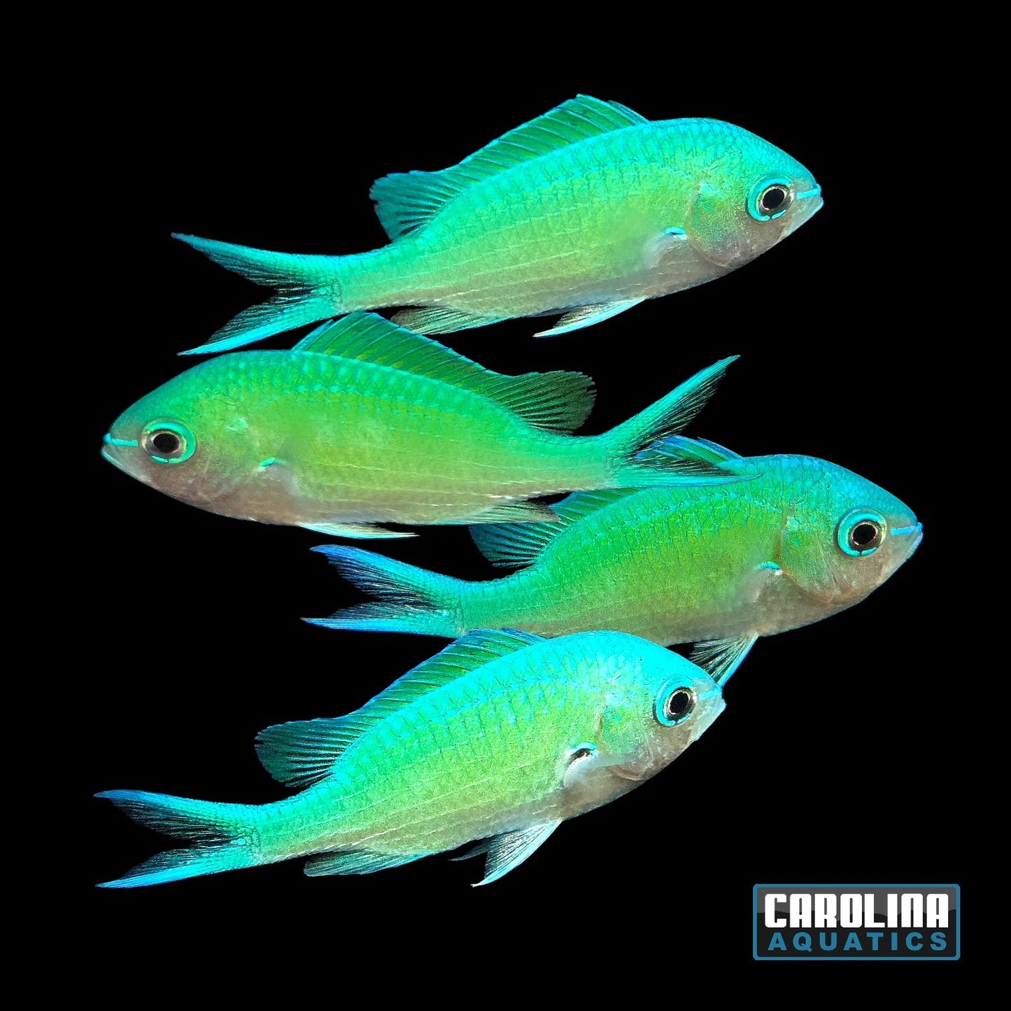 Chromis - Green
