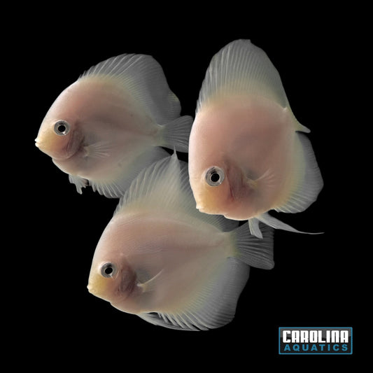 Discus - Snow White 4in.