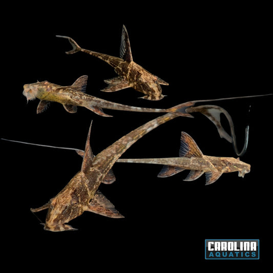 Catfish - Whiptail Red Med