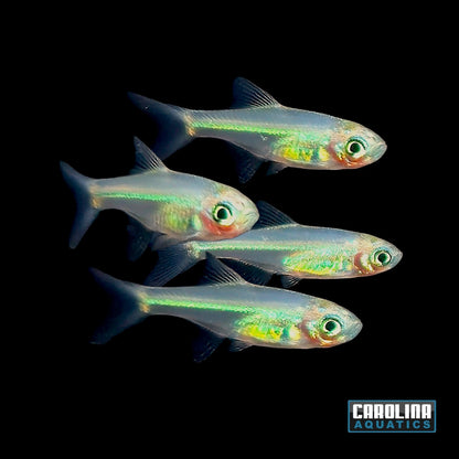 Rasbora - Rasbora Kubotai