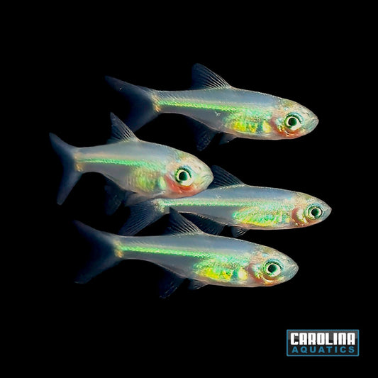 Rasbora - Rasbora Kubotai