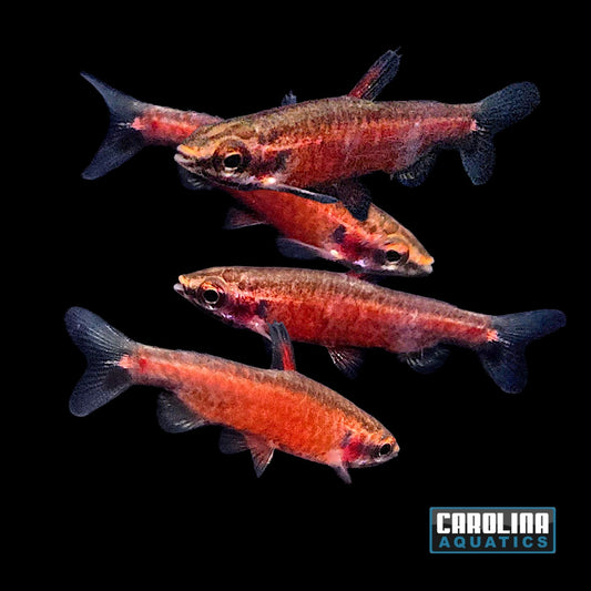 Pencilfish Cenepa Super Red