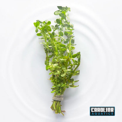 Moneywort