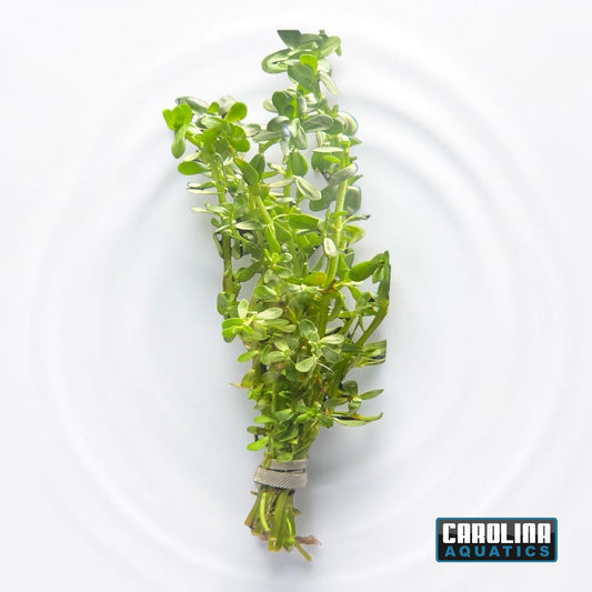 Moneywort
