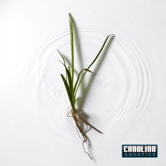 Sagittaria Subulata Dwarf
