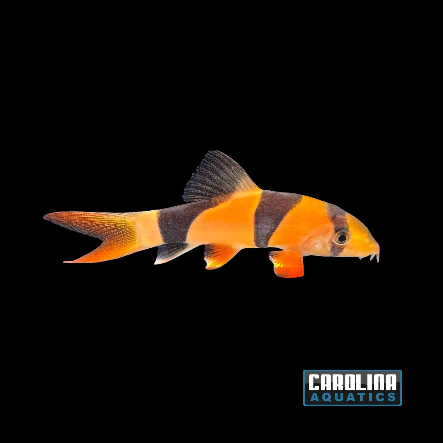 Loach - Clown 3.5-4in