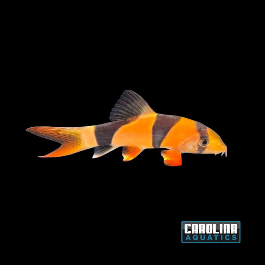 Loach - Clown 3.5-4in