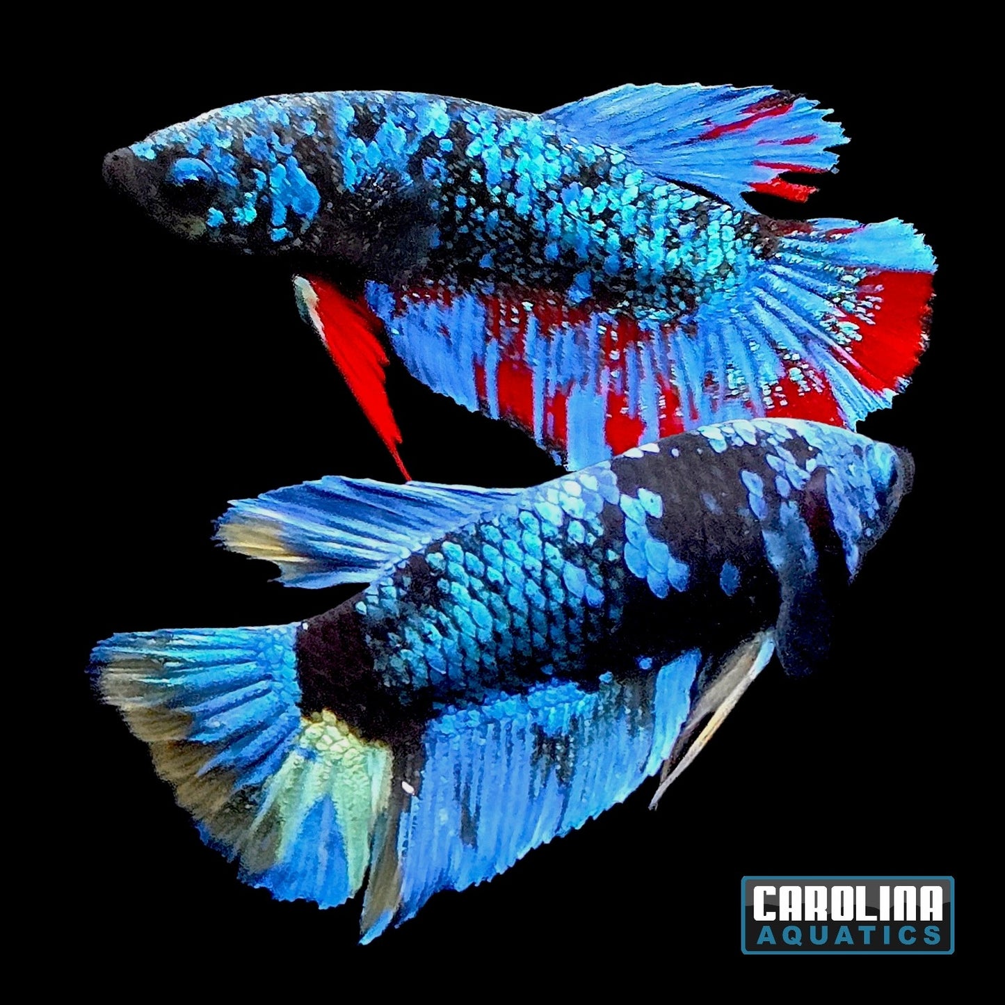 Betta - Avatar Blue Male