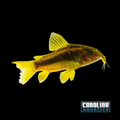 Cory - Orange Laser Med