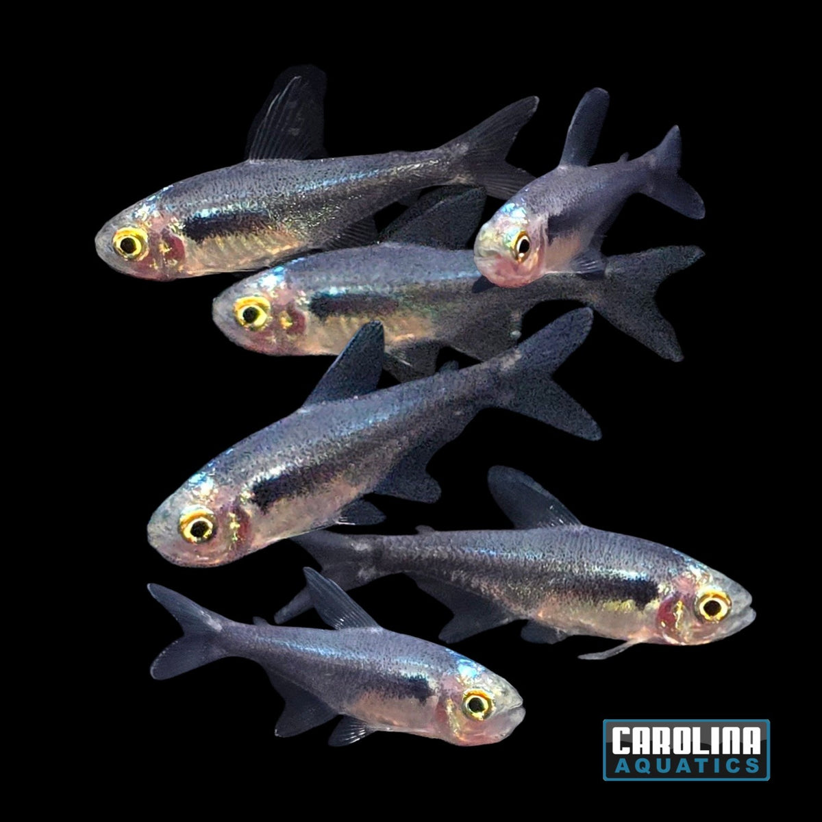 Tetra - Neon Black Diamond