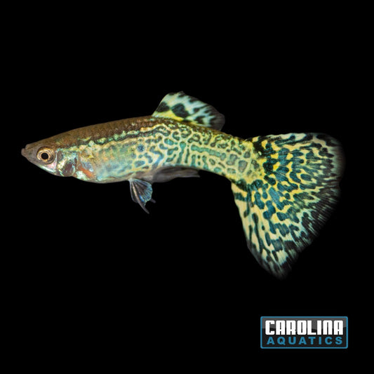 Guppy - Cobra Green