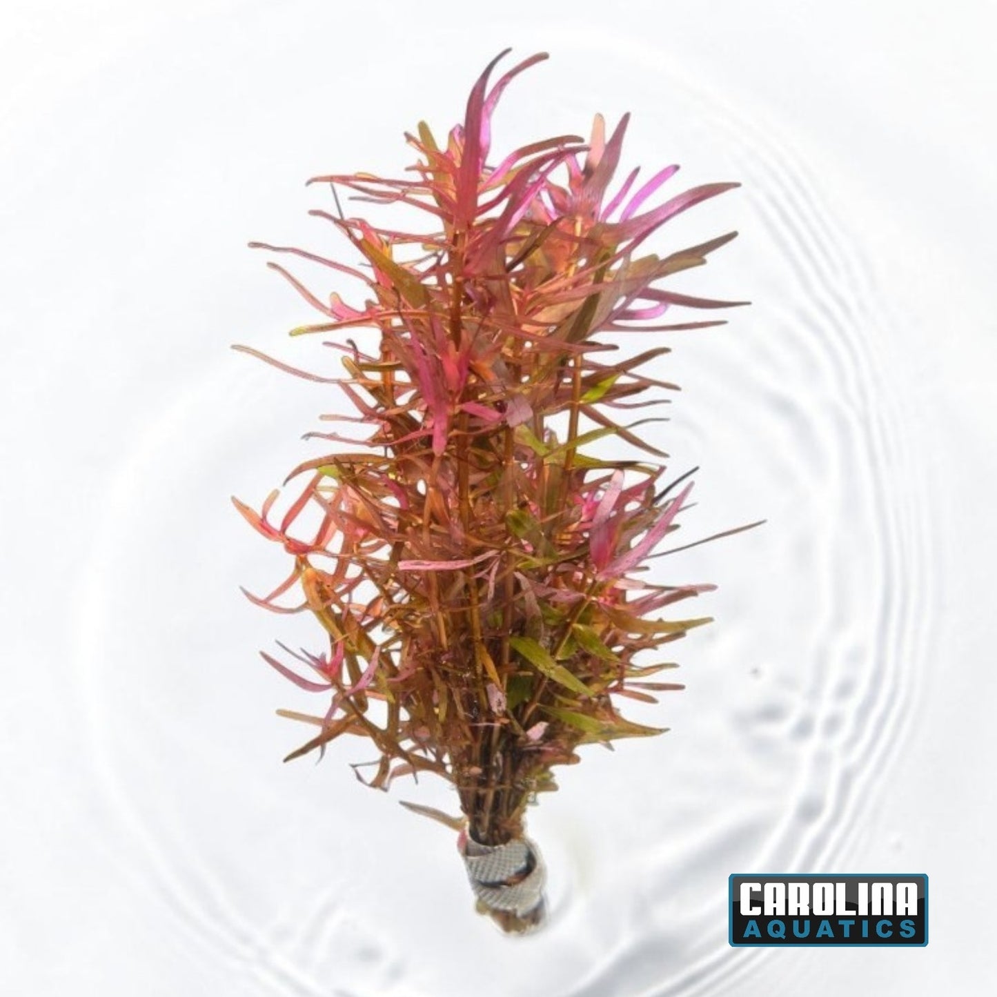 Rotala Magenta
