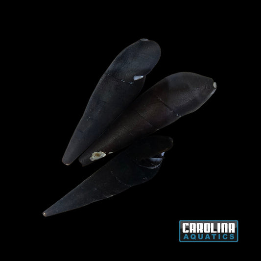 Invert - Snail Red Devil Spike
