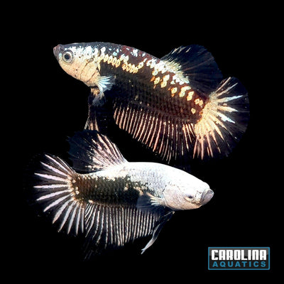 Betta - Black Samurai Plakat