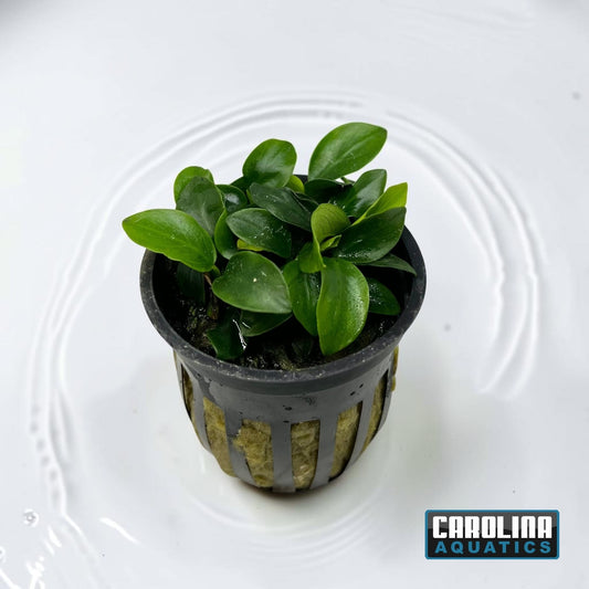 Anubias Nana Petite Potted