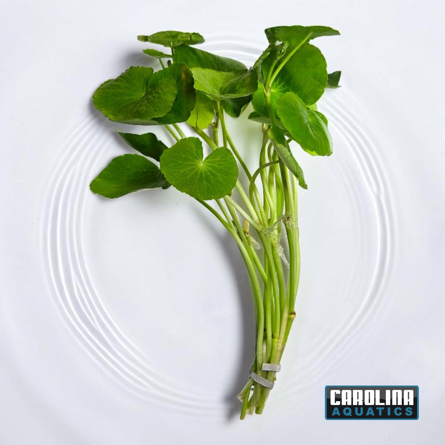 Pennywort Brazilian